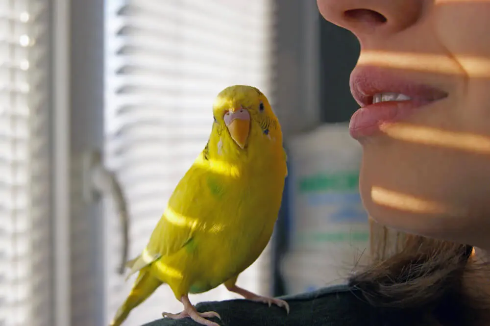 Yellow budgerigar perched on a person’s shoulder.