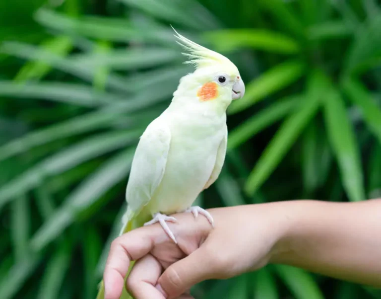 Cockatiels