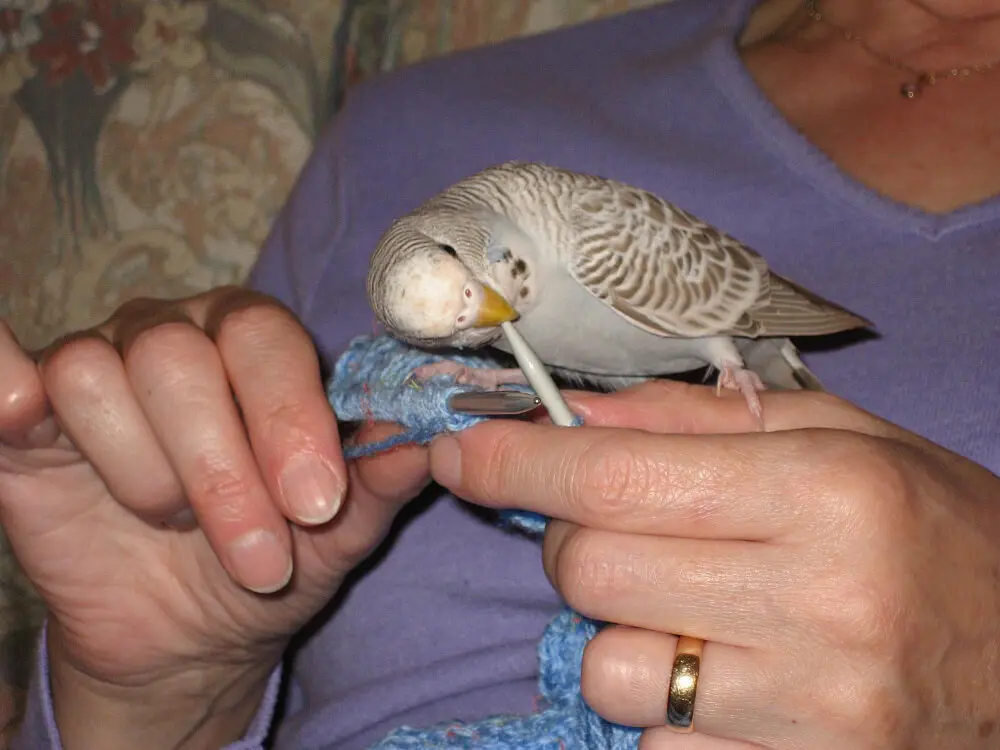 Budgerigar exploring and playing with its owner.