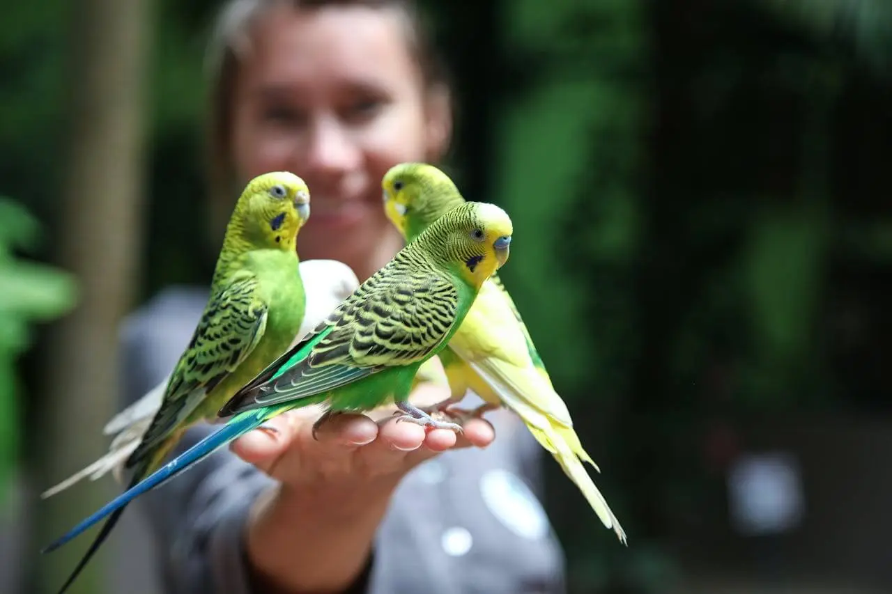 Budgerigars perched on a person's hand