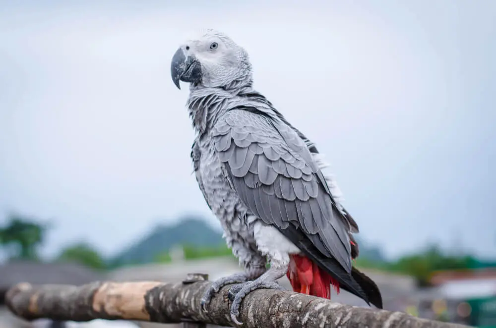 African Grey FAQs