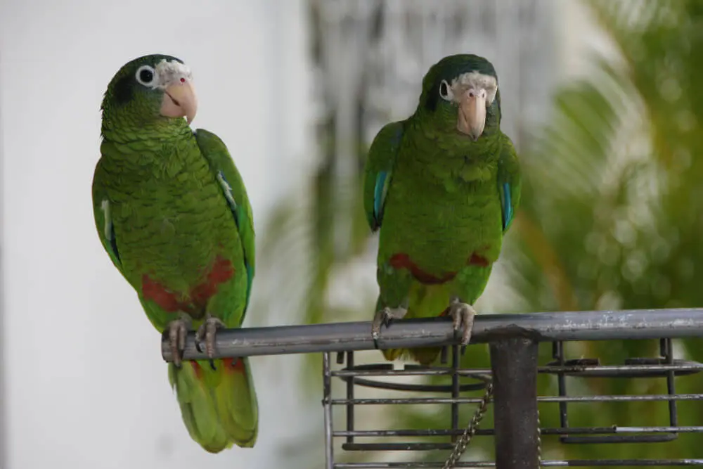 Amazon Parrots FAQs