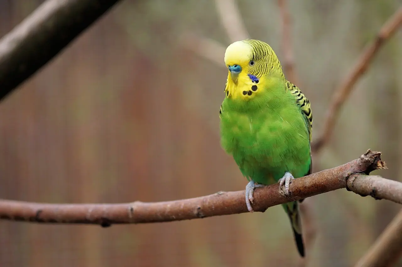 Green budgerigar perched on a branch