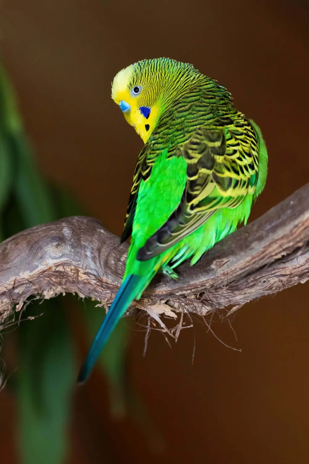 Green and yellow budgerigar perched on a branch.