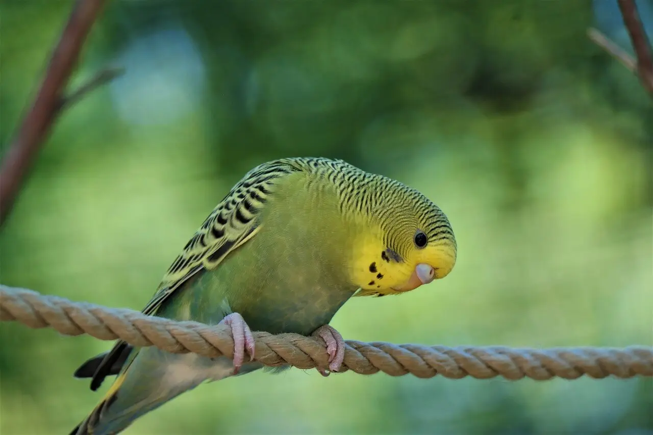 Budgerigar perched on a rope, head tilted