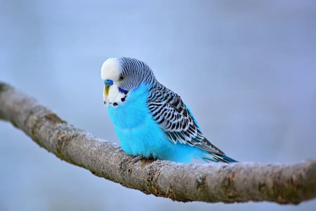 Blue budgerigar perched on a tree branch.