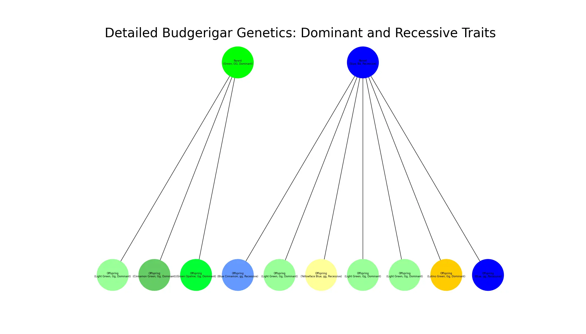 Chart showing detailed budgerigar genetics with dominant and recessive traits.