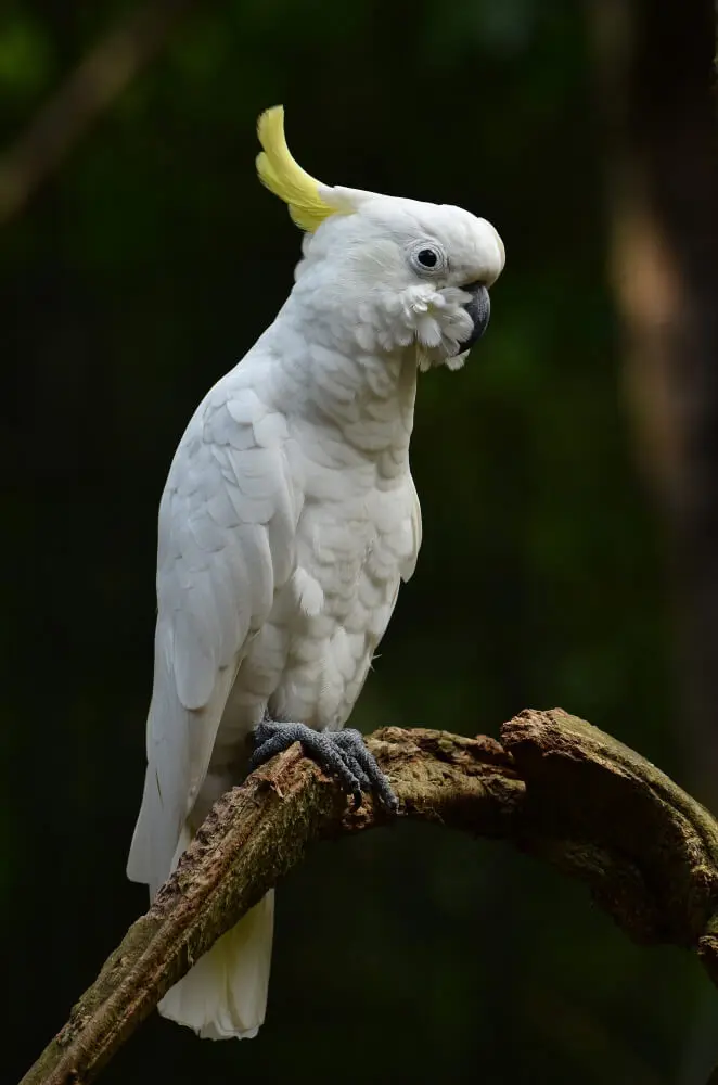 Cockatoos