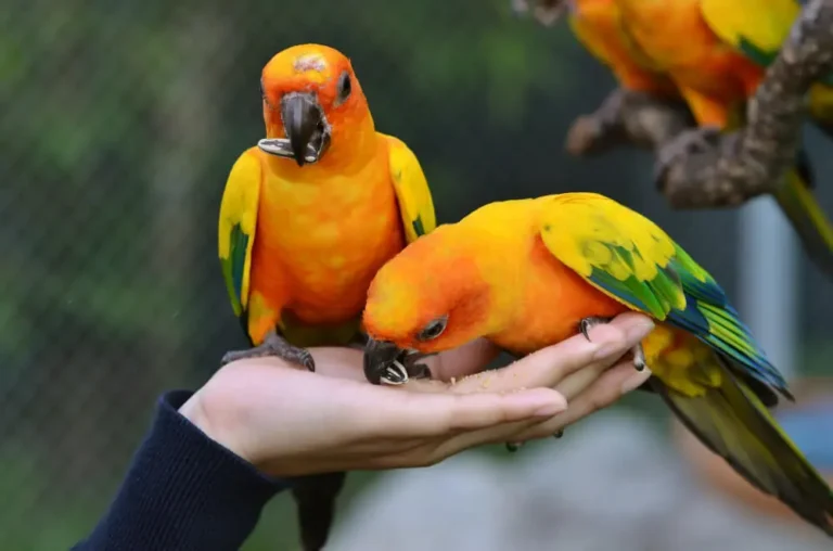 Conures