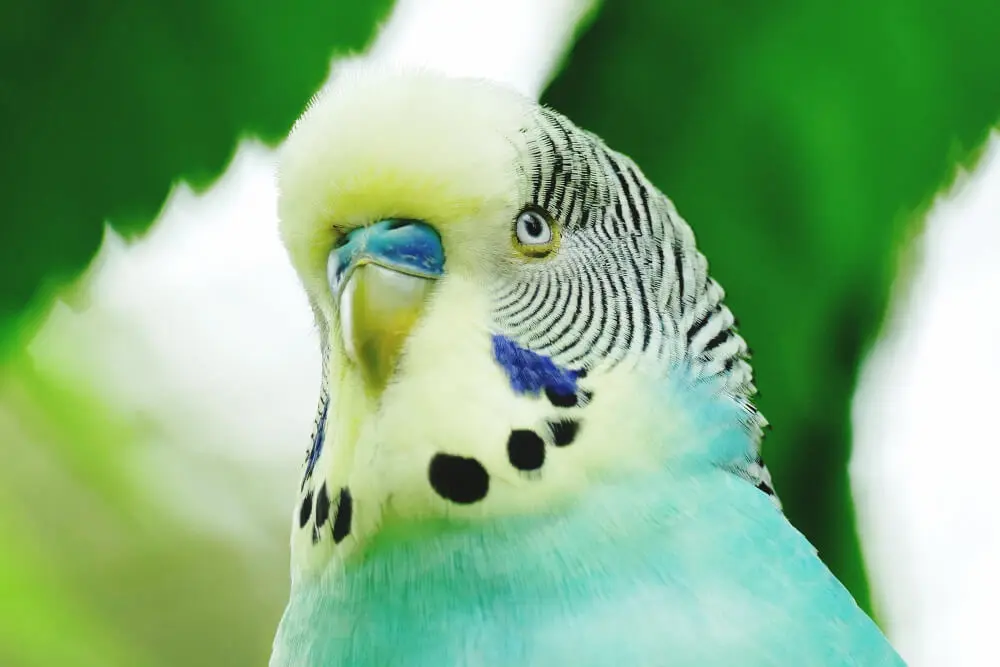 Close-up of a blue budgerigar's face