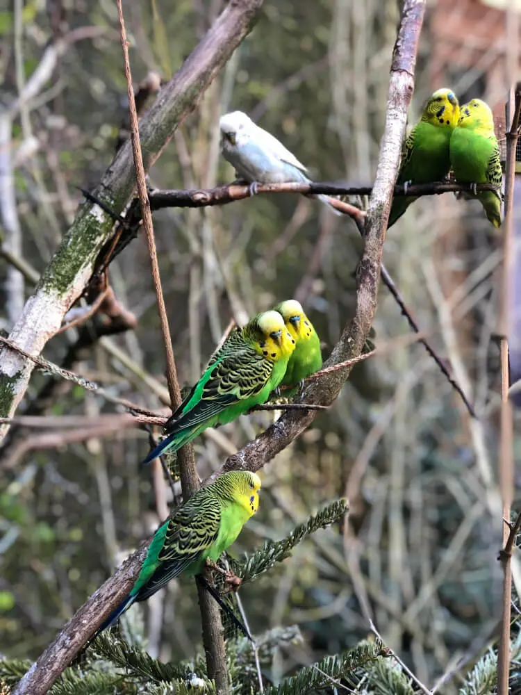 Flock of wild budgerigars in a natural habitat in Australia.