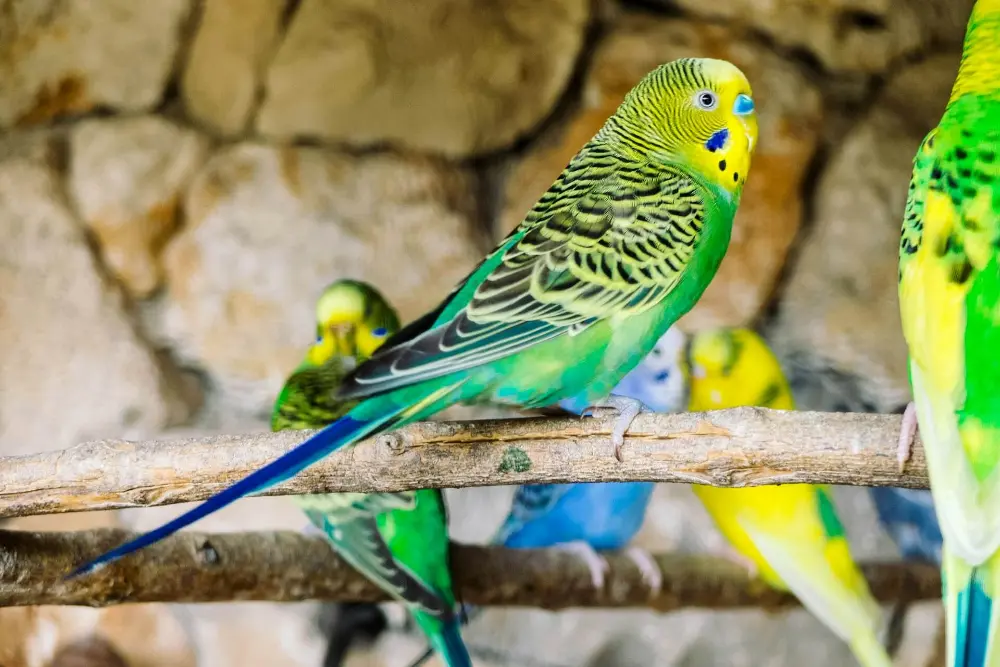 Green budgerigar in a cage, close-up view.