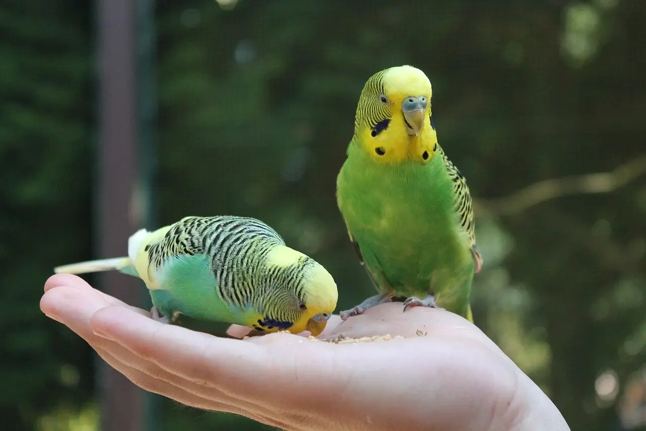 Green and yellow budgerigars eating from a hand