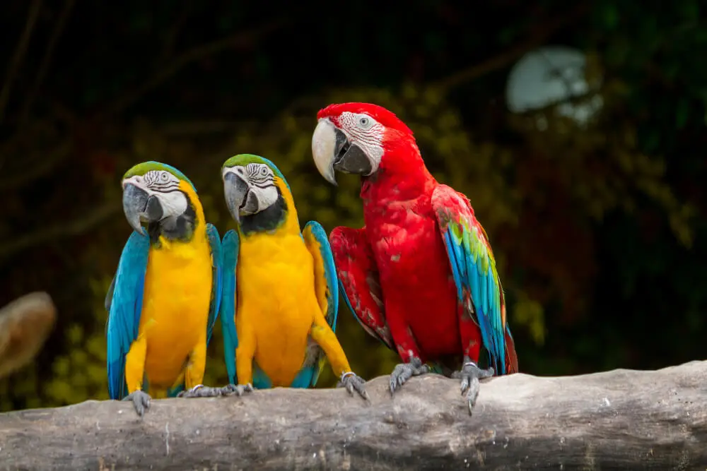 Macaws FAQs