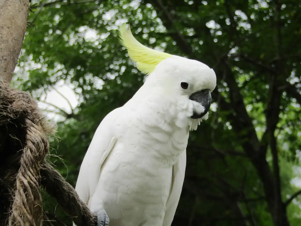 Cockatoos FAQs