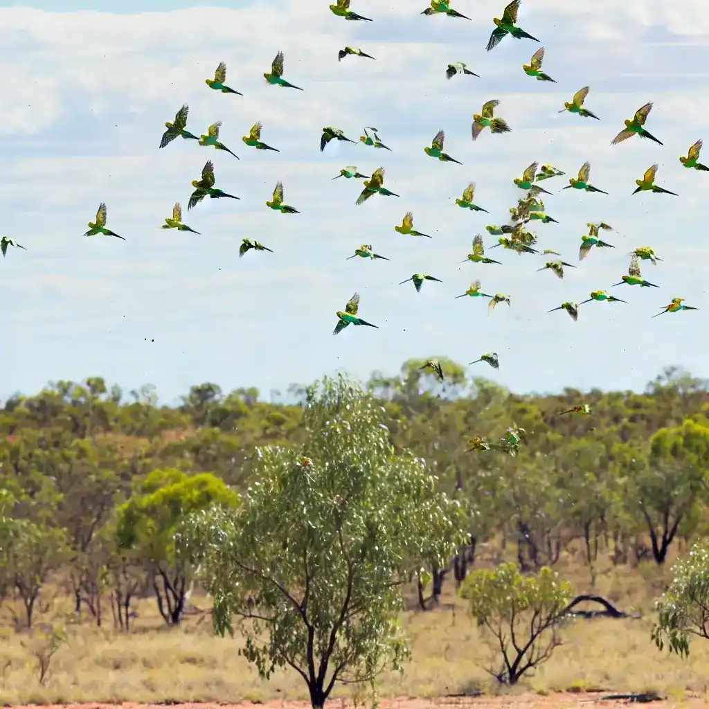 Flock of budgerigars flying over an Australian landscape