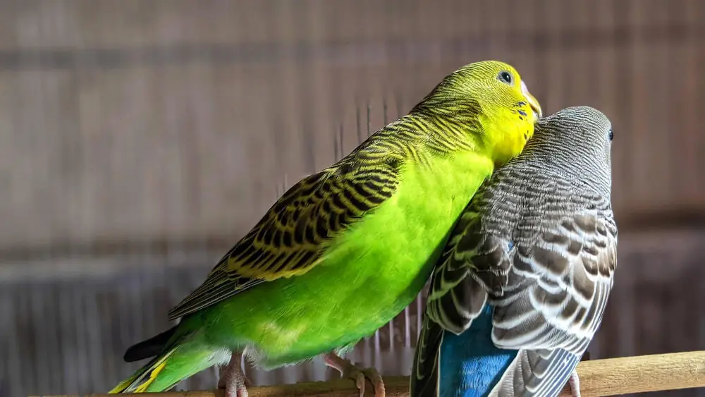 Two budgerigars cuddling on a perch