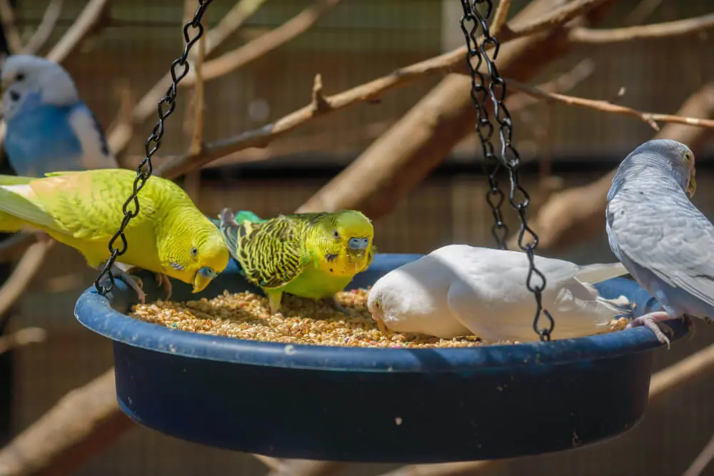 Budgerigars eating from a hanging feeder