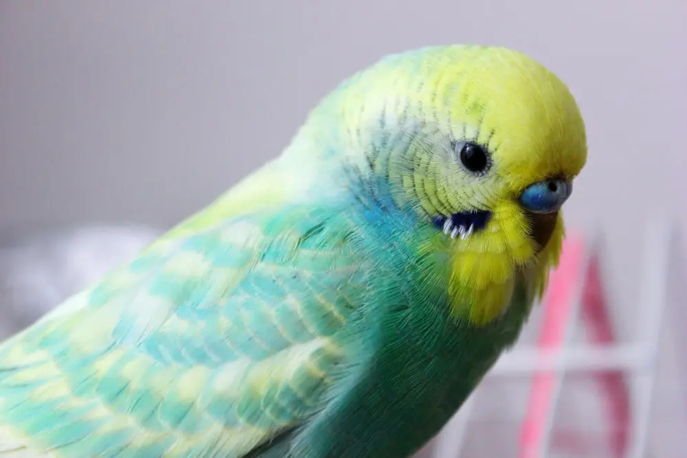 Close-up of a green and yellow budgerigar.