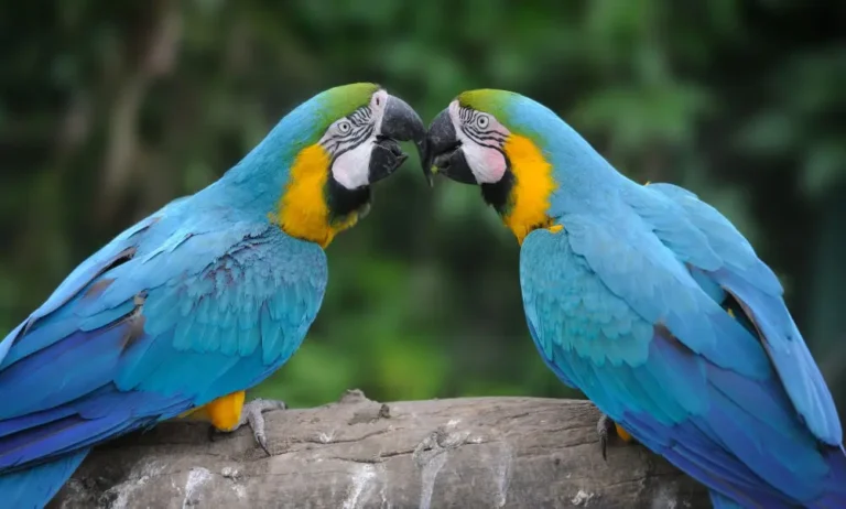 Macaws