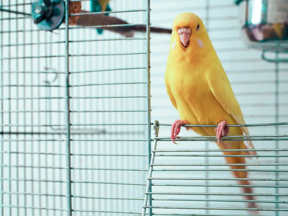 Yellow budgerigar singing inside a cage