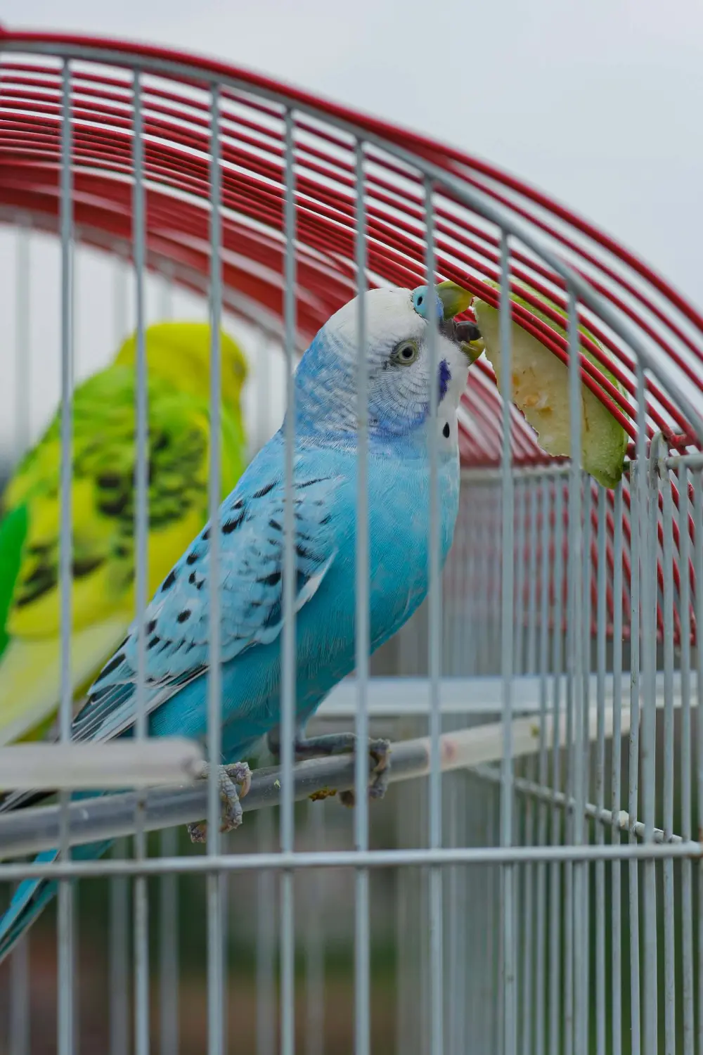 Budgerigars eating from a cage.