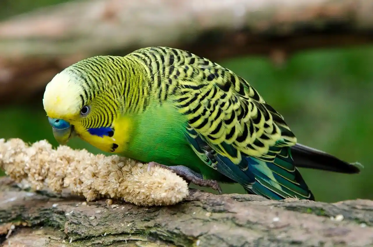 Green budgerigar eating food from a perch