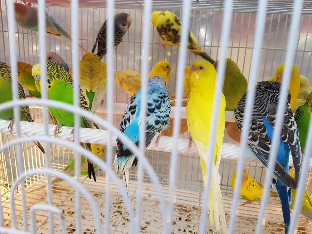 Various budgerigars of different colors in a cage.