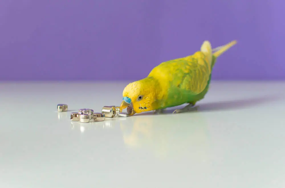 Budgerigar playing with a toy bead