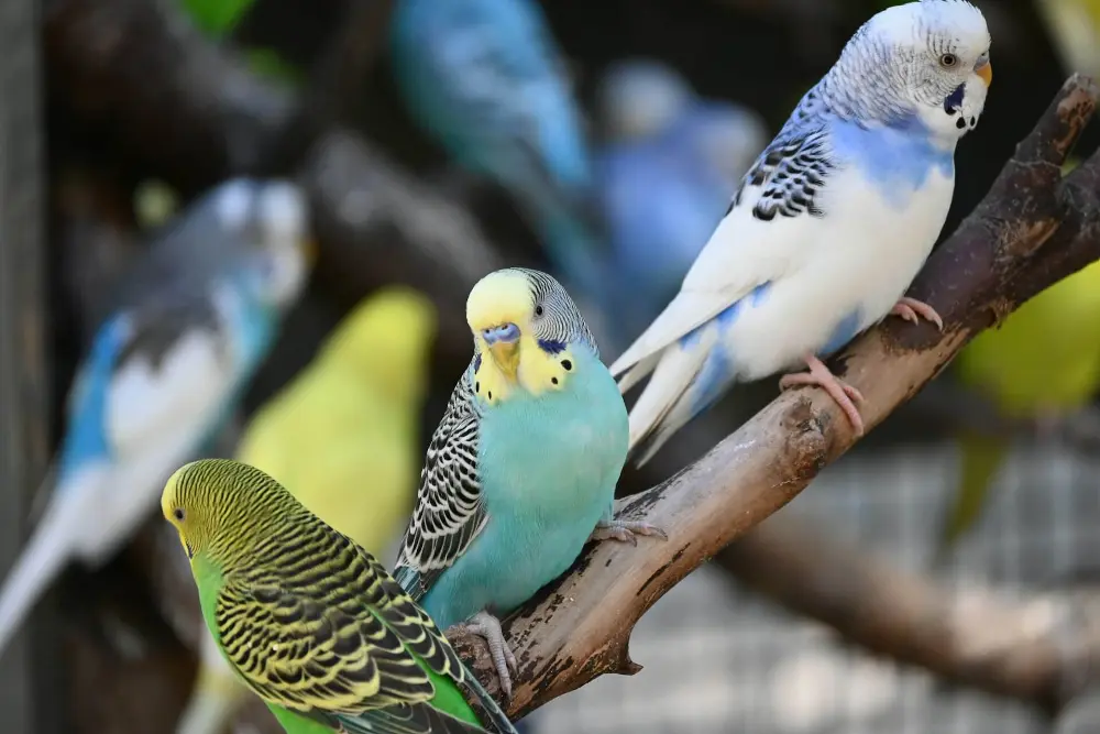 Group of colorful budgerigars perched together.