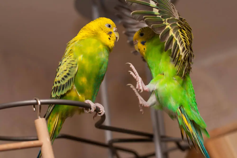 Two budgerigars playing with toys inside a cage.