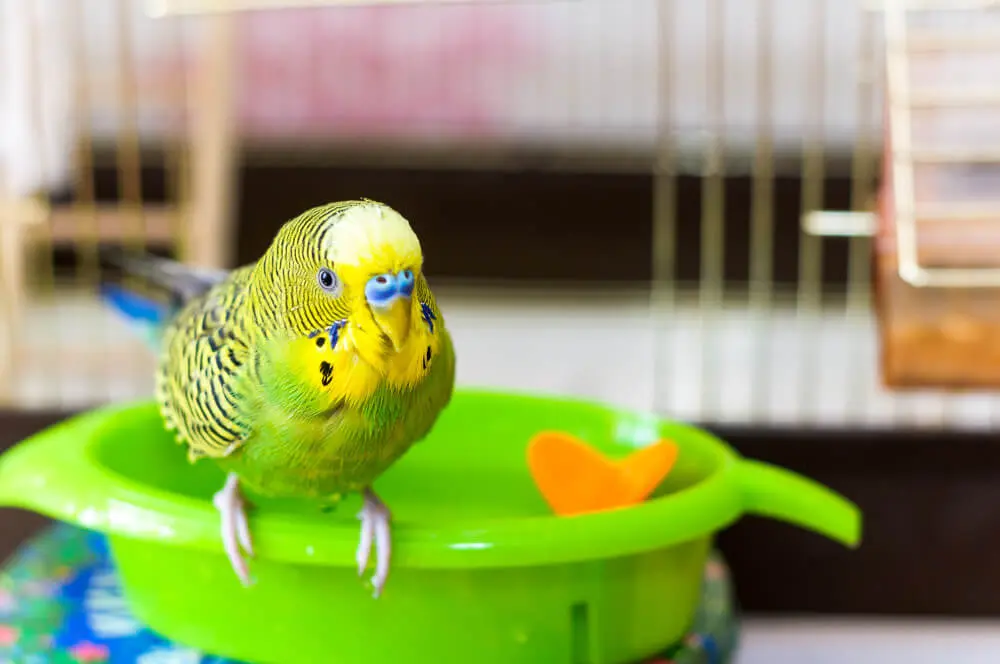 Green budgerigar in a green bird bath