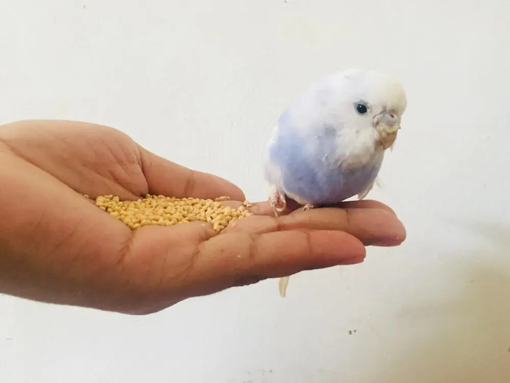 Budgerigar eating seeds from a person's hand