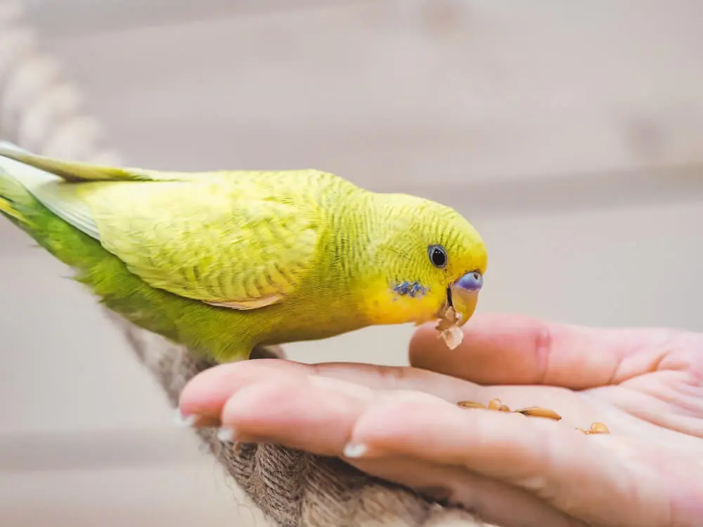 Budgerigar eating from a person's hand