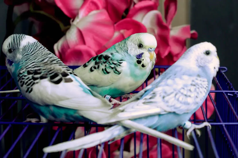 Three budgerigars sitting on a cage with pink flowers in the background.