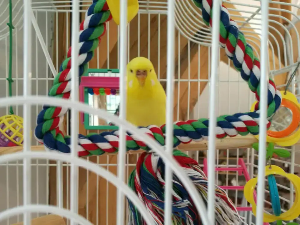 Yellow budgerigar in a colorful cage with toys