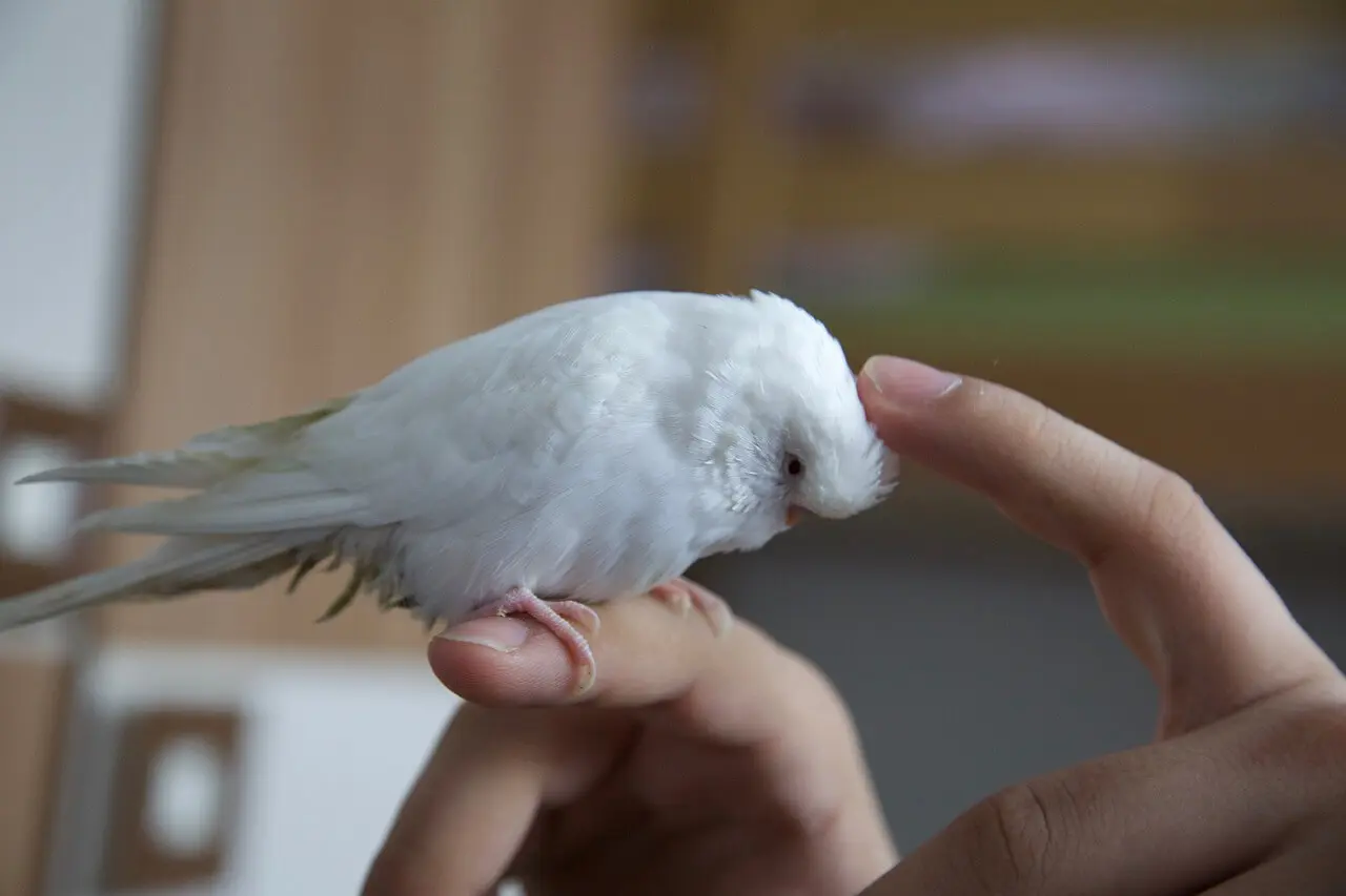 White budgerigar interacting with its owner.