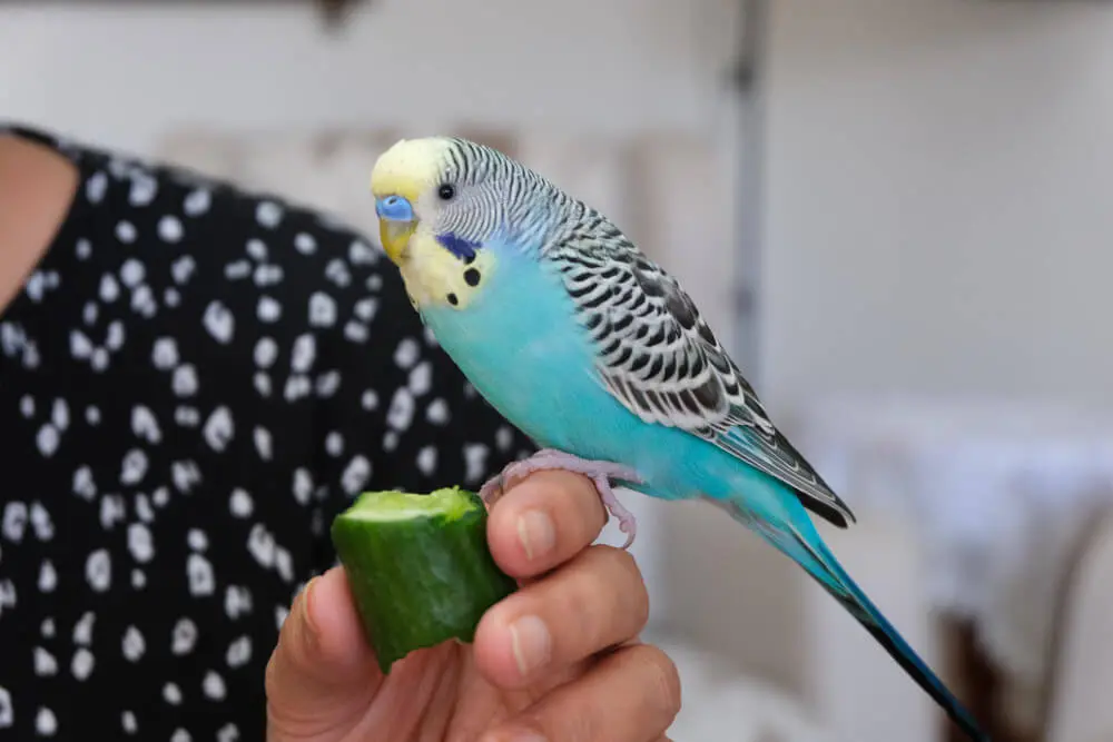 A blue budgerigar perched on a person's hand, eating a piece of cucumber.