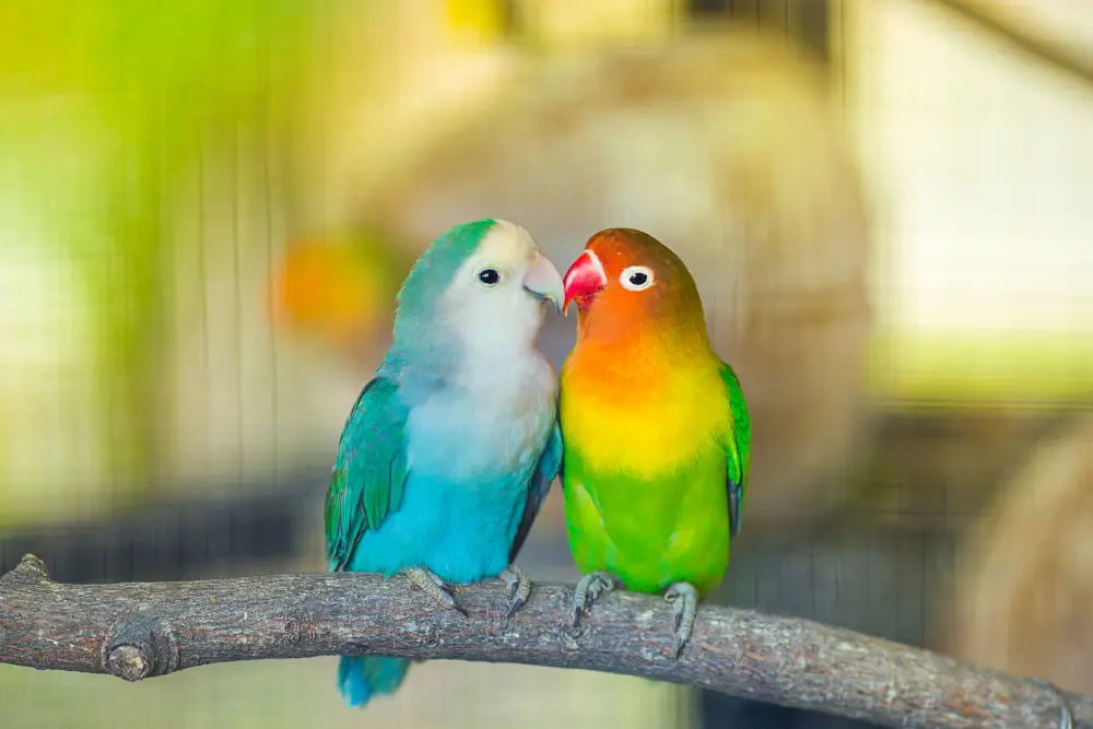 Lovebirds FAQs