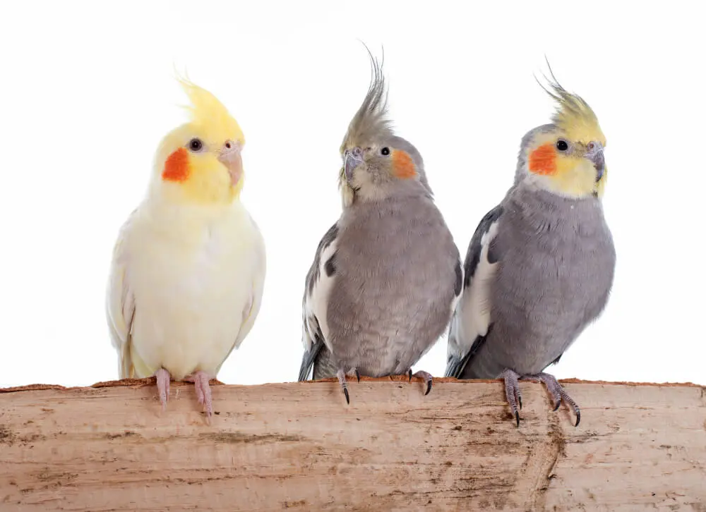 Cockatiels FAQs