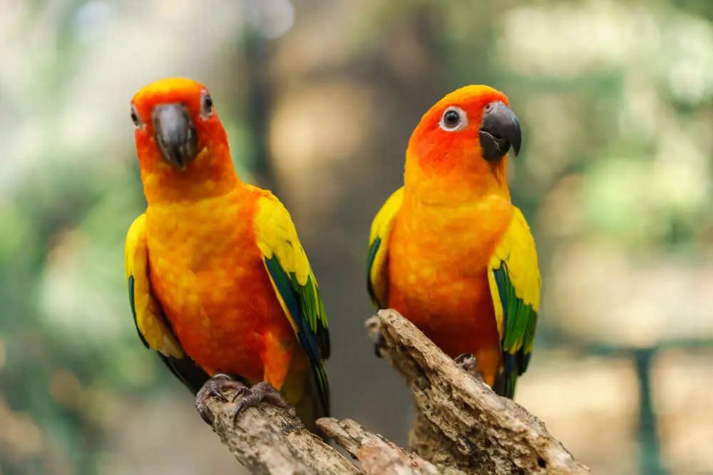 Conures FAQs