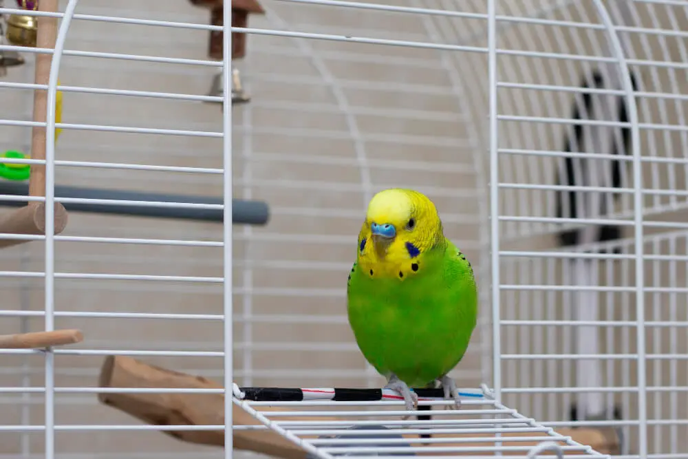 Green budgerigar in a clean and well-maintained cage.