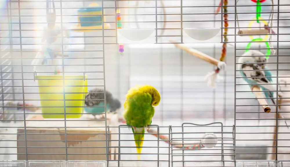 Budgerigar preening inside a well-arranged cage