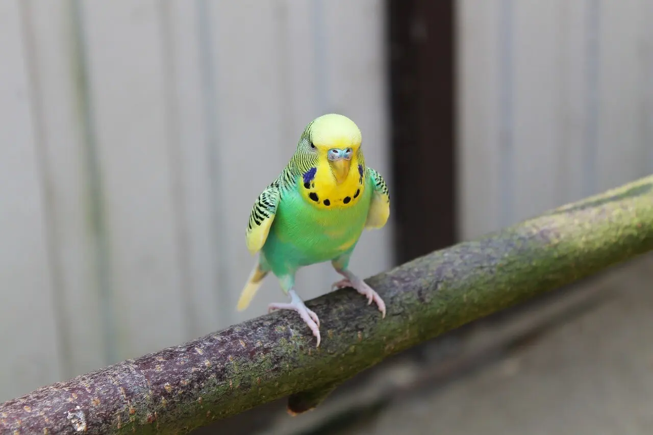 Budgerigar chirping on a perch in a colorful cage.