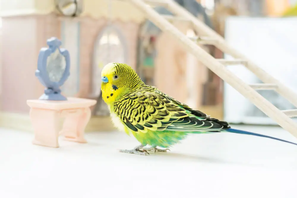 Budgerigar inside a cage filled with colorful toys and perches.