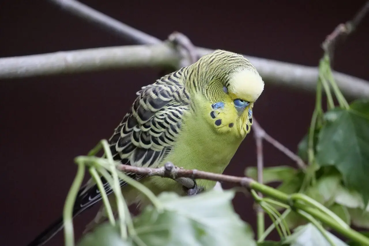 Budgerigar sleeping on a branch with eyes closed.