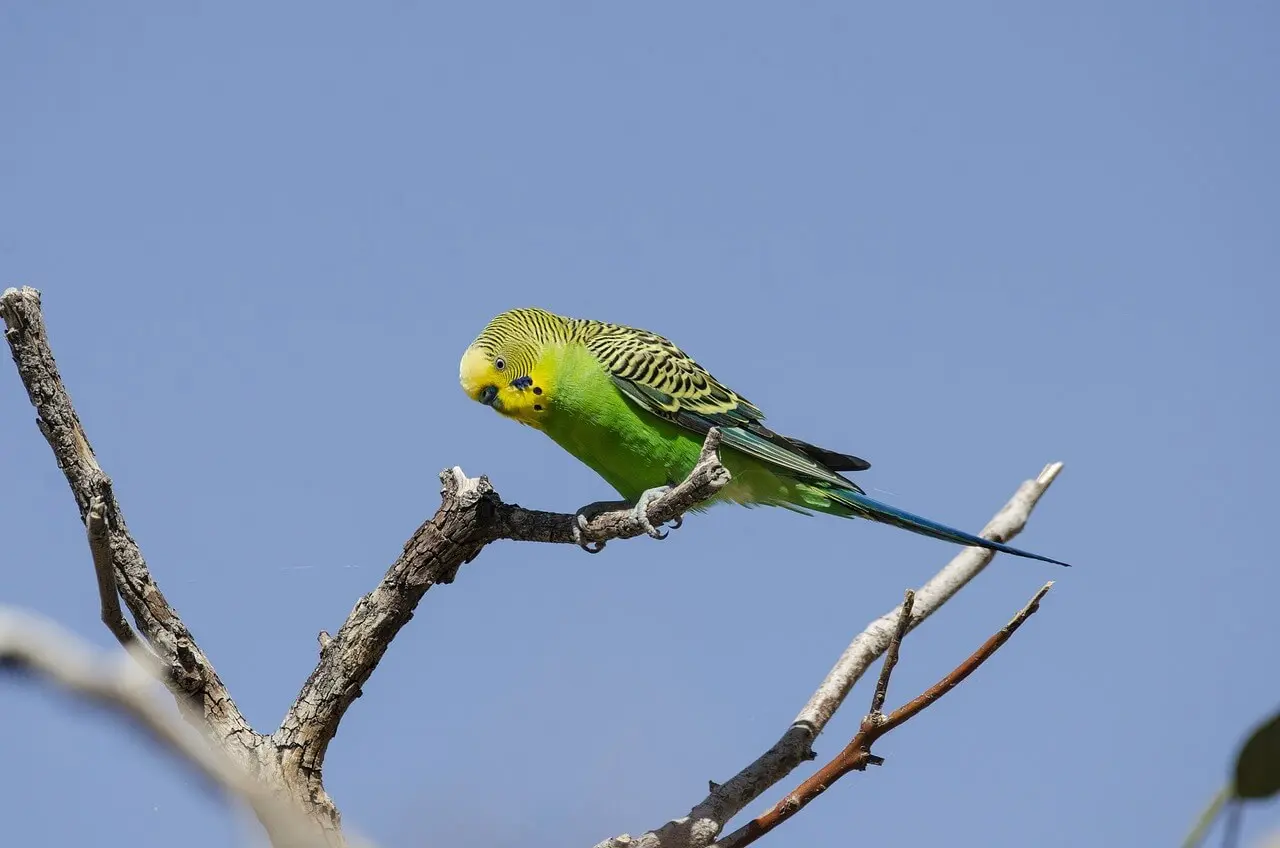 Green and yellow budgerigar perched on a bare branch against a clear blue sky.