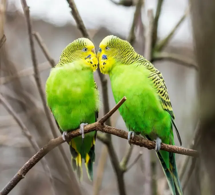 Two green budgerigars perched closely together on a branch, displaying affectionate behavior.