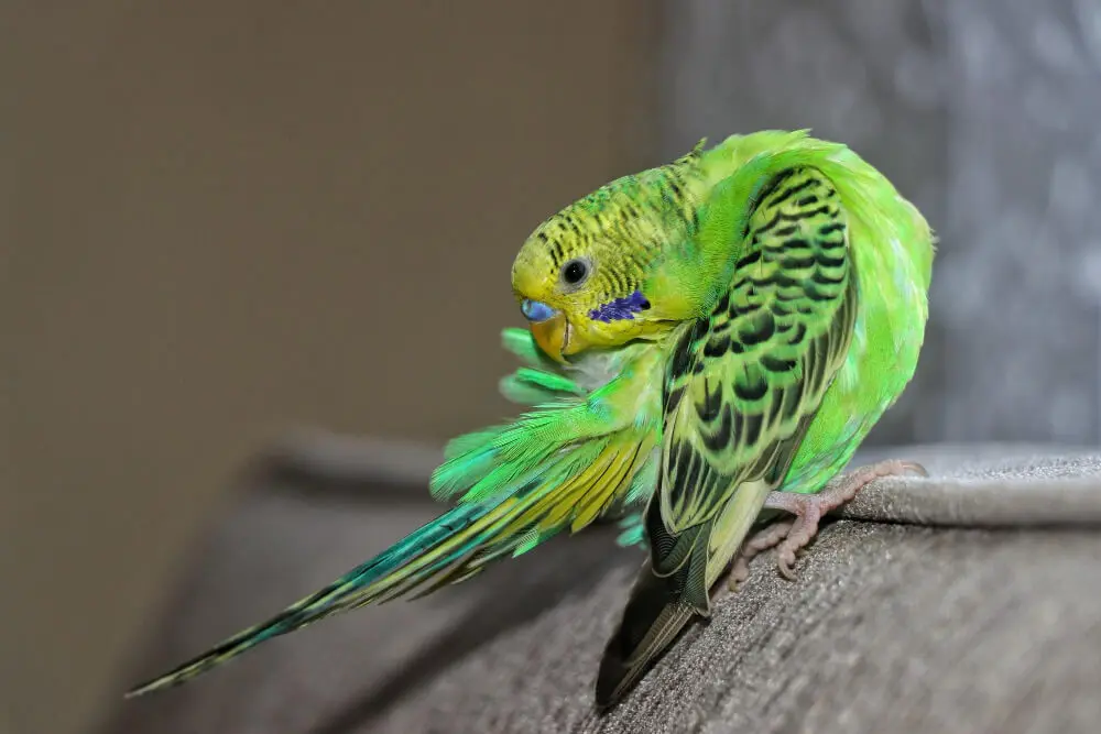 Green budgie preening its feathers on a soft surface.