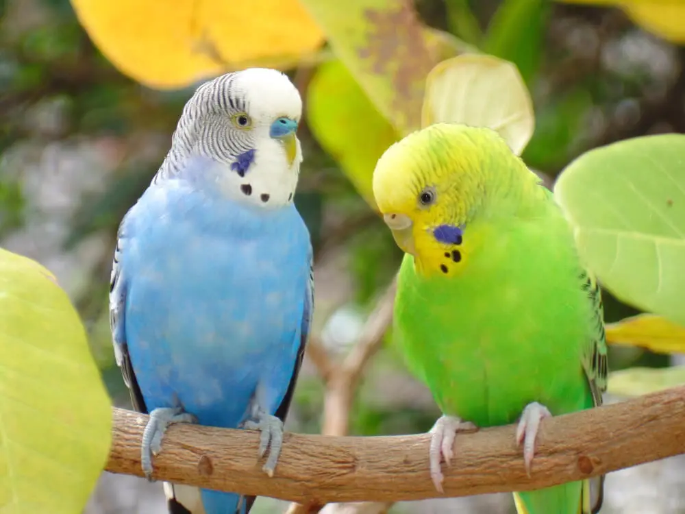 Male and female budgerigars perched on a branch showing differences in cere color.